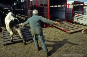 Zwolle veemarkt 1984-1987