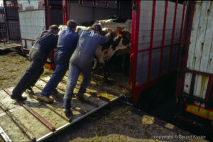 Zwolle veemarkt 1984-1987